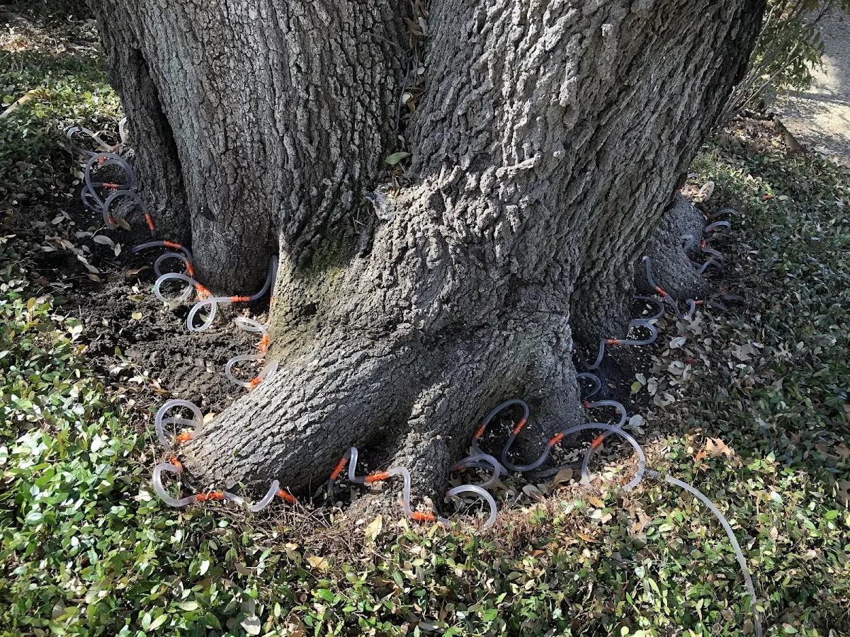 Detailed Tree Cabling and Bracing job site in Garberville